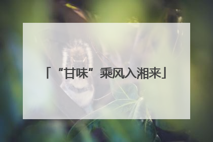 “甘味”乘风入湘来