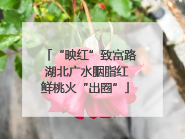 “映红”致富路 湖北广水胭脂红鲜桃火“出圈”
