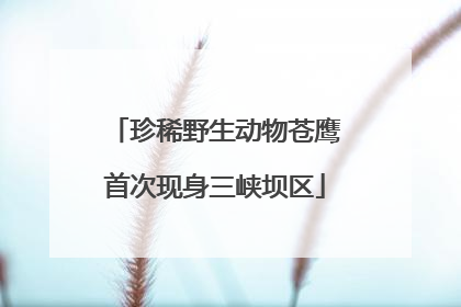 珍稀野生动物苍鹰首次现身三峡坝区