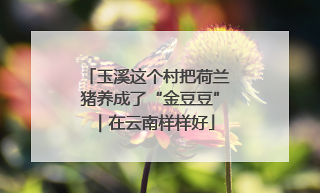 玉溪这个村把荷兰猪养成了“金豆豆”｜在云南样样好