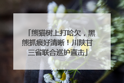 熊猫树上打哈欠，黑熊抓痕好清晰！川陕甘三省联合巡护直击
