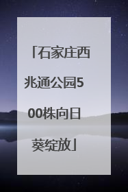 石家庄西兆通公园500株向日葵绽放