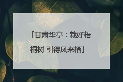 甘肃华亭：栽好梧桐树 引得凤来栖
