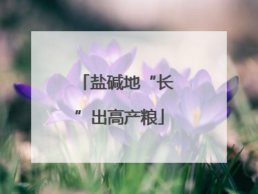 盐碱地“长”出高产粮
