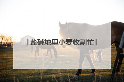 盐碱地里小麦收割忙