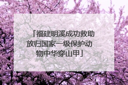 福建明溪成功救助放归国家一级保护动物中华穿山甲