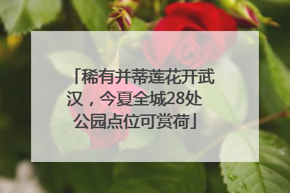 稀有并蒂莲花开武汉，今夏全城28处公园点位可赏荷