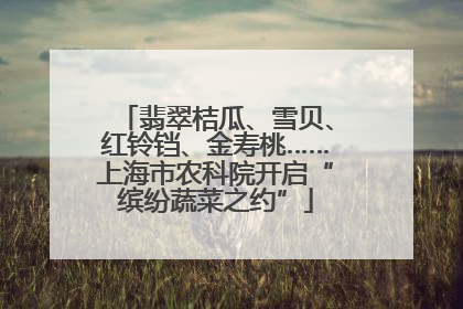 翡翠桔瓜、雪贝、红铃铛、金寿桃……上海市农科院开启“缤纷蔬菜之约”