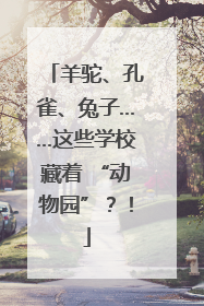 羊驼、孔雀、兔子……这些学校藏着 “动物园”？！