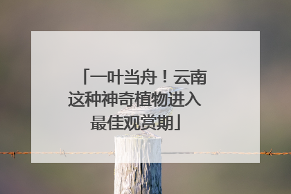 一叶当舟！云南这种神奇植物进入最佳观赏期