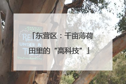 东营区：千亩薄荷田里的“高科技”
