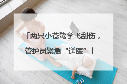 两只小苍鹭学飞刮伤，管护员紧急“送医”