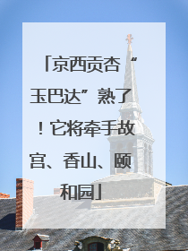 京西贡杏“玉巴达”熟了！它将牵手故宫、香山、颐和园