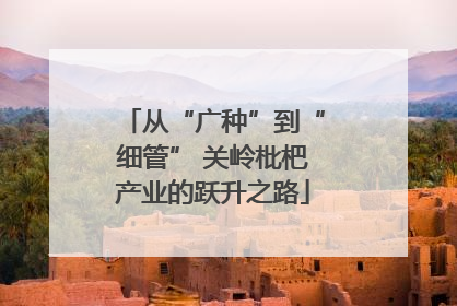 从“广种”到“细管” 关岭枇杷产业的跃升之路