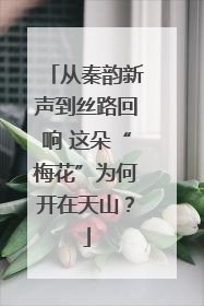 从秦韵新声到丝路回响 这朵“梅花”为何开在天山？