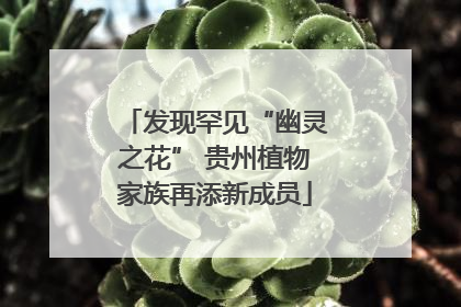 发现罕见“幽灵之花” 贵州植物家族再添新成员