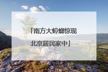 南方大蟑螂惊现北京居民家中