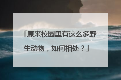 原来校园里有这么多野生动物，如何相处？