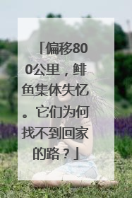 偏移800公里，鲱鱼集体失忆。它们为何找不到回家的路？