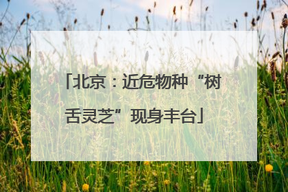 北京：近危物种“树舌灵芝”现身丰台
