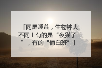 同是睡莲，生物钟大不同！有的是“夜猫子”，有的“值白班”