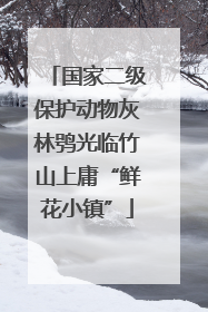 国家二级保护动物灰林鸮光临竹山上庸“鲜花小镇”