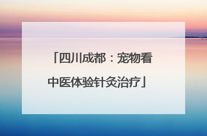 四川成都：宠物看中医体验针灸治疗
