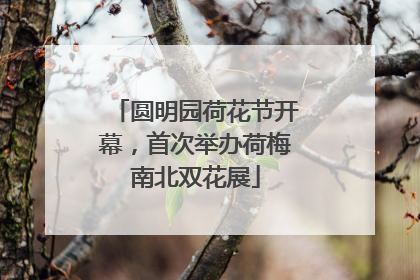 圆明园荷花节开幕，首次举办荷梅南北双花展