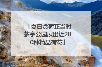 夏日赏荷正当时 茶亭公园展出近200种精品荷花