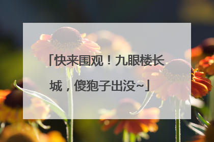 快来围观！九眼楼长城，傻狍子出没~