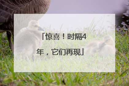 惊喜！时隔4年，它们再现