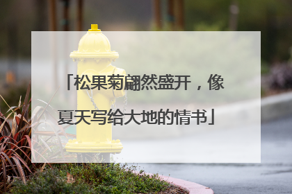 松果菊翩然盛开，像夏天写给大地的情书