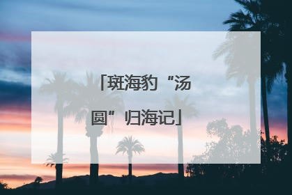 斑海豹“汤圆”归海记