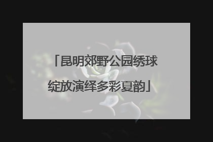 昆明郊野公园绣球绽放演绎多彩夏韵