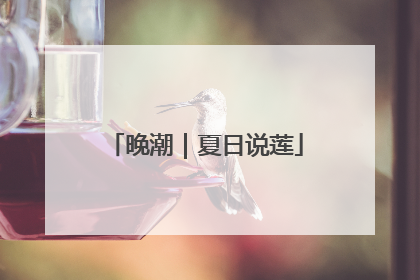 晚潮｜夏日说莲