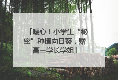 暖心！小学生“秘密”种植向日葵，赠高三学长学姐