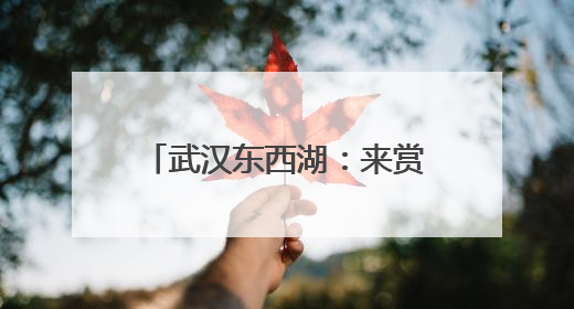 武汉东西湖：来赏荷吧，包好看的