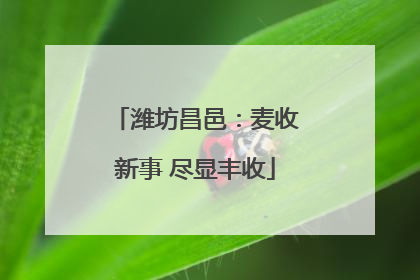 潍坊昌邑：麦收新事 尽显丰收