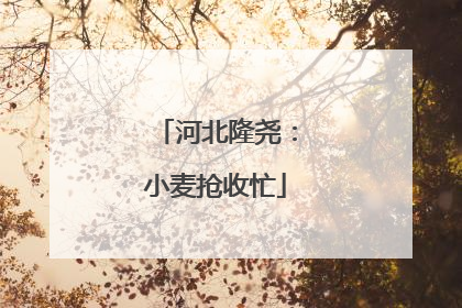 河北隆尧：小麦抢收忙