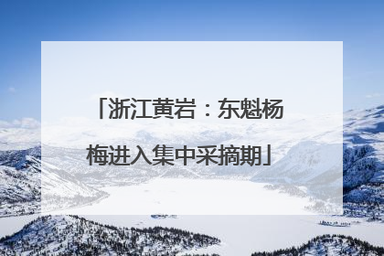 浙江黄岩：东魁杨梅进入集中采摘期