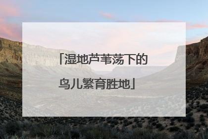 湿地芦苇荡下的鸟儿繁育胜地
