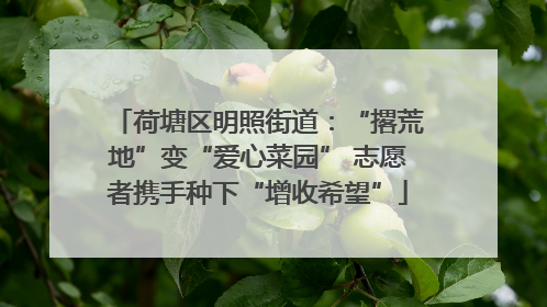 荷塘区明照街道：“撂荒地”变“爱心菜园” 志愿者携手种下“增收希望”