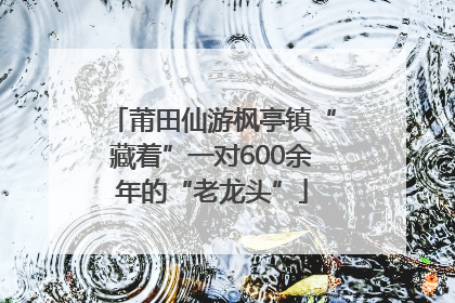 莆田仙游枫亭镇“藏着”一对600余年的“老龙头”