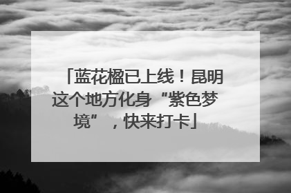 蓝花楹已上线!昆明这个地方化身“紫色梦境”,快来打卡