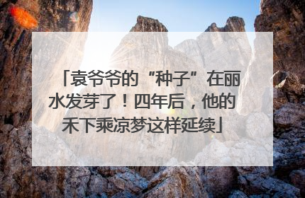 袁爷爷的“种子”在丽水发芽了！四年后，他的禾下乘凉梦这样延续