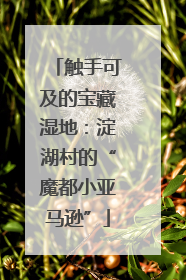 触手可及的宝藏湿地：淀湖村的“魔都小亚马逊”