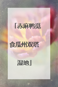 赤麻鸭觅食瓜州双塔湿地