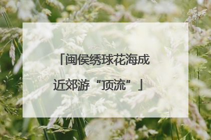 闽侯绣球花海成近郊游“顶流”