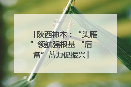陕西神木：“头雁”领航强根基 “后备”蓄力促振兴