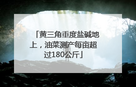 黄三角重度盐碱地上，油菜测产每亩超过180公斤
